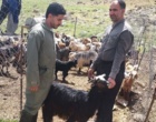 الگوی عملیاتی «جهاد خدمت» در زیست‌بوم عشایری بروجرد با محوریت ارتقای سلامت و تاب‌آوری اقتصادی