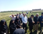 پیوند دانش و مزرعه در روز مزرعه کشت باقلای بروجرد