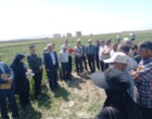 پیوند دانش و مزرعه در روز مزرعه کشت باقلای بروجرد