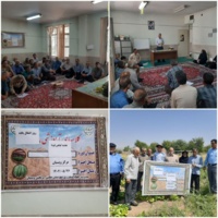 برگزاری روز انتقال یافته‌ها با عنوان "تغذیه گیاهی لوبیا"