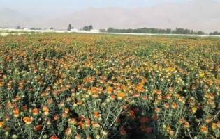 رکوردشکنی ملی در تولید بذر گلرنگ؛ ۲۵۰۰ کیلوگرم در هکتار در بروجرد ثبت شد