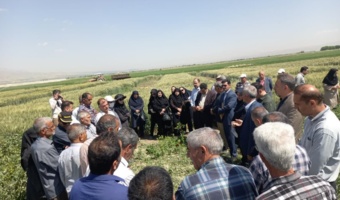 پیوند دانش و مزرعه در روز مزرعه کشت باقلای بروجرد