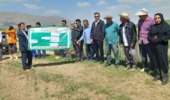 تأکید رئیس بخش تحقیقات گیاه‌پزشکی مرکز تات لرستان بر ضرورت پایش و مبارزه به‌موقع با سن گندم