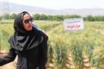 فرآیندی دانش‌بنیان برای ارتقای امنیت غذایی