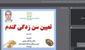 تکنیک‌های نوین در «تشخیص و پایش سن‌زدگی گندم»؛ از دریچه استودیو کشاورز در دسترس بهره‌برداران لرستان