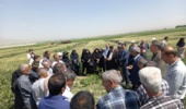 پیوند دانش و مزرعه در روز مزرعه کشت باقلای بروجرد
