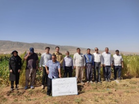 برگزاری دوره‌ آموزشی با موضوع مدیریت عوامل خسارتزای محصولات جالیزی