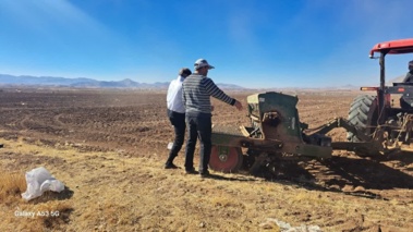 آغاز کشت گندم هشترود در مزرعه ۴۰ هکتاری ایستگاه تحقیقات دیم نورآباد