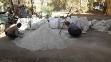 آغاز کشت گندم‌های پرورشی و هسته‌های اولیه بذری در پردیس تحقیقات کشاورزی بروجرد