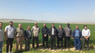 بازدید میدانی مسئول ثبت و گواهی بذر و نهال واحد استان از مزارع بذری شهرستان کوهدشت