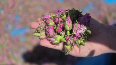 شمیم عطر گل‌محمدی در بیرانشهر پیچید