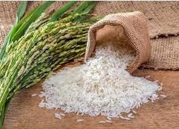 توصیه های کودی برنج