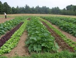 سبزی و صیفی