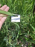 اجرای نخستین مرحله رهاسازی زنبور تریکوگراما با تریکوباکس در ایستگاه تحقیقات زراعی قراخیل