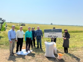 آغاز برداشت برنج ارگانیک از سطح ۱۰ هکتار در ایستگاه تحقیقات کشاورزی بایع‌کلا