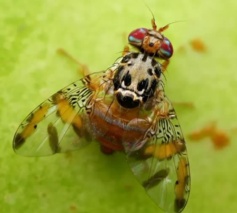 کلاس آموزشی مدیریت مگس میوه در نکا؛ گامی مؤثر در کاهش خسارت محصولات باغی