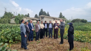 بازدید تخصصی از پروژه‌های الگوی کشت در مازندران؛ تأکید بر کشاورزی پایدار و کم‌آب‌بر