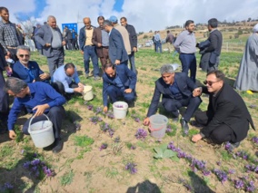 آیین شکرانه زعفران در هزارجریب؛ گامی نو در توسعه کشت گیاهان دارویی