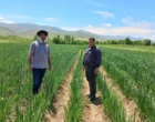 بازدید مزارع پیاز بذری استان خراسان شمالی شهرستان سملقان