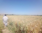 ارزیابی سازگاری ارقام مختلف تریتیکاله در راستای تأمین امنیت علوفه‌ای کشور