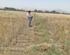 ارزیابی سازگاری ارقام مختلف تریتیکاله در راستای تأمین امنیت علوفه‌ای کشور