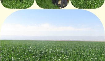 از مزارع تکثیر بذر غلات