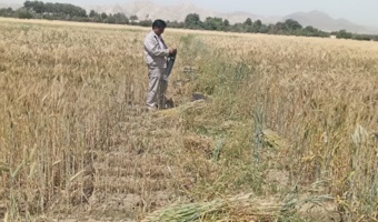 ارزیابی سازگاری ارقام مختلف تریتیکاله در راستای تأمین امنیت علوفه‌ای کشور
