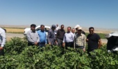 ارزیابی میدانی سایت‌های الگویی پنبه در مانه با حضور کارشناسان استان گلستان