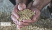 ۷۵۰۰ تن بذر برای کشت پاییزه کشاورزان خراسان شمالی تامین شد