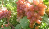 خراسان شمالی خاستگاه ژنتیکی انگور کلاهداری در ایران است