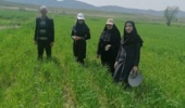 از مزارع گندم و جو شهرستان مانه، استان خراسان شمالی