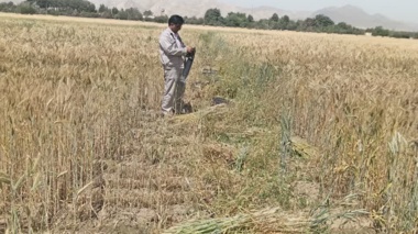 ارزیابی سازگاری ارقام مختلف تریتیکاله در راستای تأمین امنیت علوفه‌ای کشور