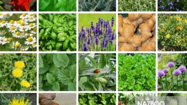 شناسایی ۴۰۰ گونه گیاه دارویی در خراسان‌شمالی