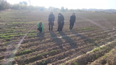بازدید از مزارع کلزا شهرستان مانه