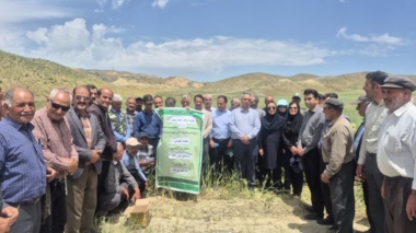 برگزاری روز مزرعه مقایسه ارقام گندم دیم خراسان شمالی  - بجنورد