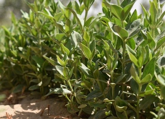 ایستگاه چاه افضل