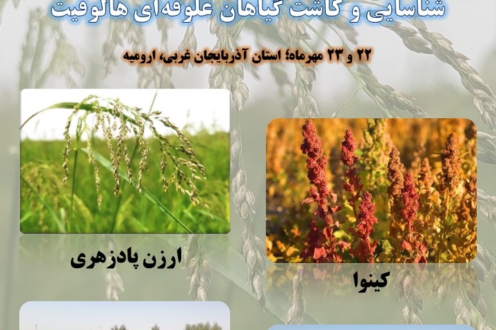 دوره آموزشی؛ شناسایی و کاشت گیاهان علوفه‌ای هالوفیت
