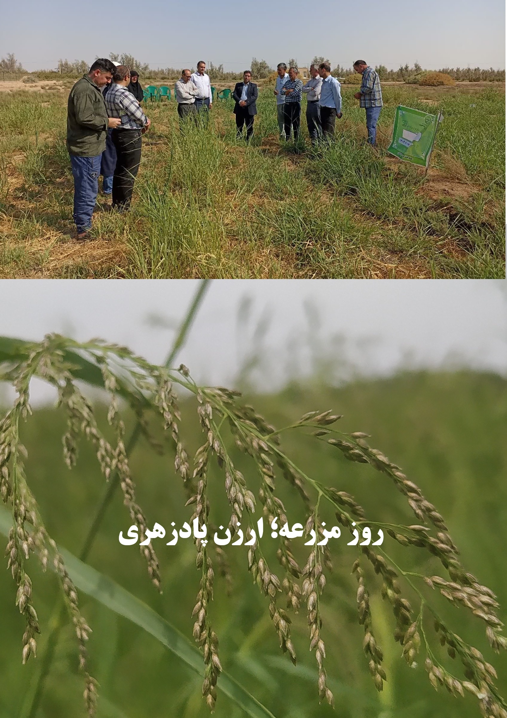 روز مزرعه؛ ارزن پادزهری، مدیریت به زراعی