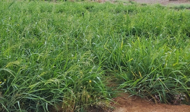 ایستگاه چاه افضل