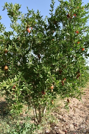 ایستگاه چاه افضل