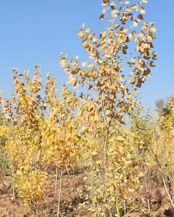ایستگاه حسین آباد