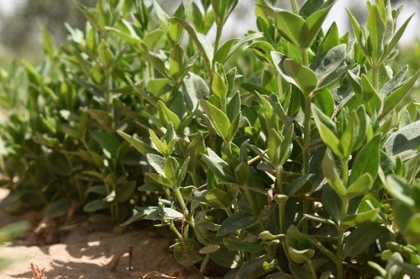 ایستگاه چاه افضل