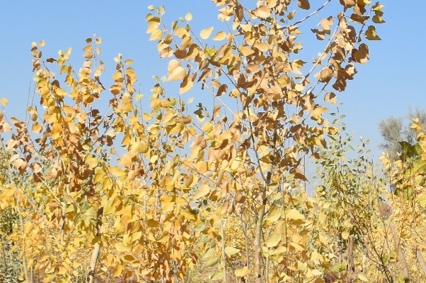 ایستگاه حسین آباد