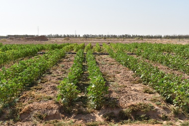 ایستگاه حسین آباد