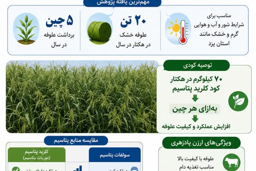 اینفوگرافی