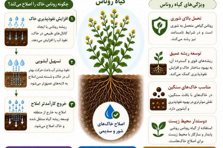 اینفوگرافی