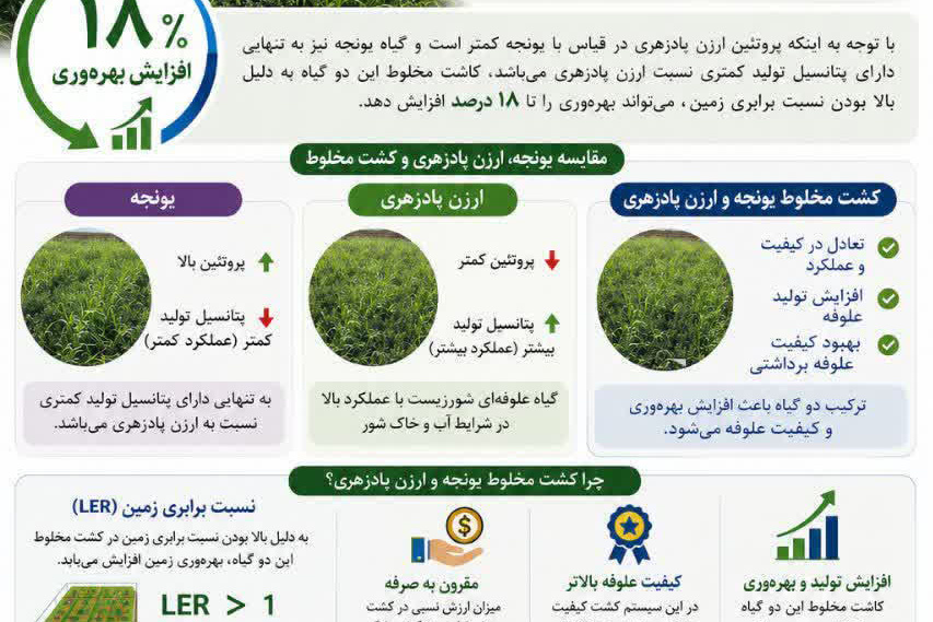 اینفوگرافی
