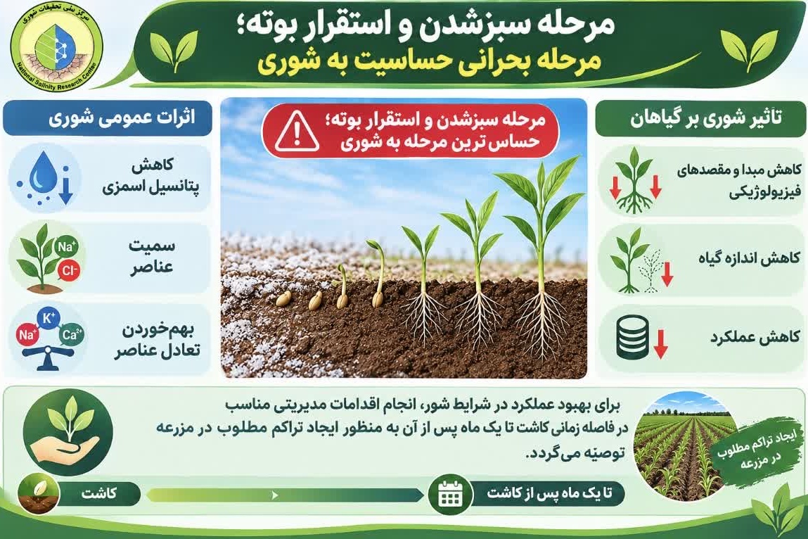 مرحله سبز شدن و استقرار بوته، مرحله بحرانی حساسیت به شوری