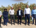 روز مزرعه؛ ارزن پادزهری