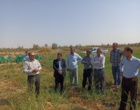 روز مزرعه؛ ارزن پادزهری
